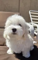 Coco, a female Maltese and Poodle - Toy  for sale in Peoria, AZ – Photo 5 of 9