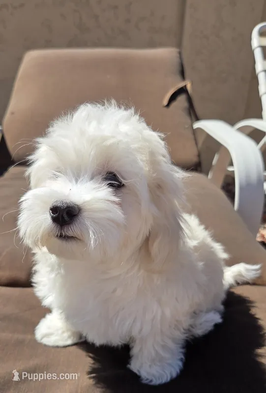 Coco – Maltese, Poodle - Toy  puppy for sale in Peoria, AZ
