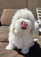 Coco, a female Maltese and Poodle - Toy  for sale in Peoria, AZ – Photo 9 of 9
