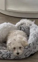 Coco, a female Maltese and Poodle - Toy  for sale in Peoria, AZ – Photo 7 of 9