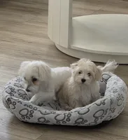 Coco, a female Maltese and Poodle - Toy  for sale in Peoria, AZ – Photo 8 of 9