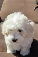 Coco, a female Maltese and Poodle - Toy  for sale in Peoria, AZ – Photo 3 of 9