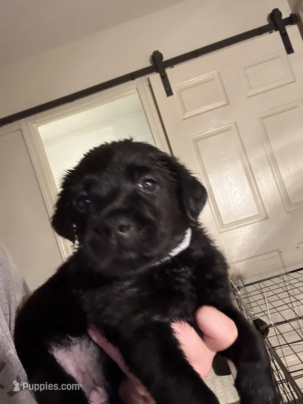 Violet 💜 – Labrador Retriever puppy for sale in Charlotte, NC