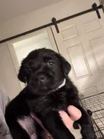 Violet 💜, a female Labrador Retriever for sale in Charlotte, NC – Photo 1 of 2