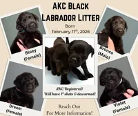 Violet 💜, a female Labrador Retriever for sale in Charlotte, NC – Photo 2 of 2