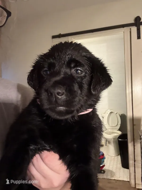 Dreamy 🩷 – Labrador Retriever puppy for sale in Charlotte, NC