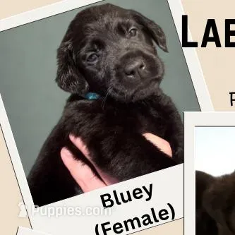 Bluey 🩵 – Labrador Retriever puppy for sale in Charlotte, NC