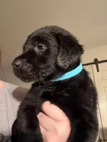 Bluey 🩵, a female Labrador Retriever for sale in Charlotte, NC – Photo 4 of 5