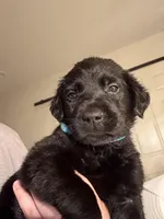 Bluey 🩵, a female Labrador Retriever for sale in Charlotte, NC – Photo 3 of 5