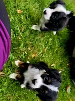 BUCCO , a male Miniature Australian Shepherd for sale in Indiana, PA – 3 of 5