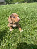 Aria , a female Beagle and Dachshund for sale in Indiana, PA – 2 of 4