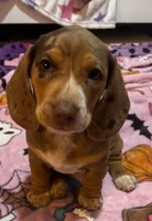 Aria-on hold, a female Dachshund for sale in Indiana, PA – 9 of 10