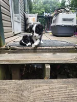 BUCCO -pending , a male Miniature Australian Shepherd for sale in Indiana, PA – 5 of 6