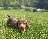 Griffin, a male Beagle and Dachshund for sale in Indiana, PA – 2 of 2