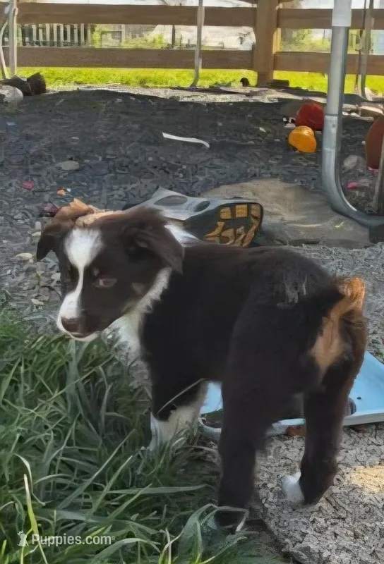 BAMBI – Miniature Australian Shepherd puppy for sale in Indiana, PA