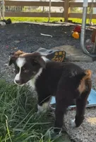 BAMBI, a female Miniature Australian Shepherd for sale in Indiana, PA – Photo 1 of 3