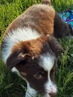 BAMBI, a female Miniature Australian Shepherd for sale in Indiana, PA – Photo 3 of 3