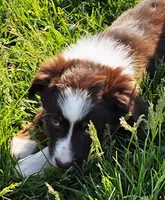 BAMBI, a female Miniature Australian Shepherd for sale in Indiana, PA – Photo 2 of 3