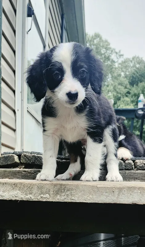 Dorito  – Miniature Australian Shepherd puppy for sale in Indiana, PA