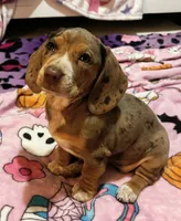 Aria-on hold, a female Dachshund for sale in Indiana, PA – 8 of 10