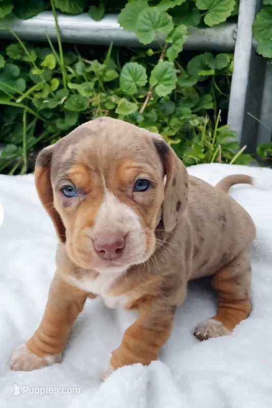 Aria  – Beagle, Dachshund puppy for sale in Indiana, PA