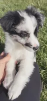 Dido, a female Miniature Australian Shepherd for sale in Indiana, PA – Photo 3 of 3