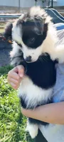 Dido, a female Miniature Australian Shepherd for sale in Indiana, PA – Photo 2 of 3