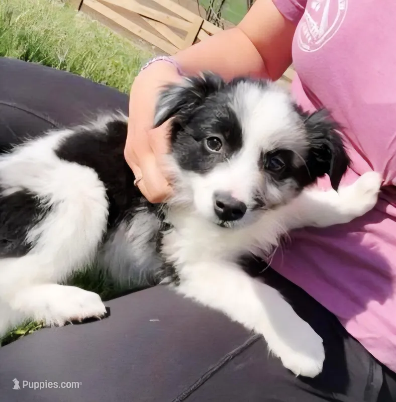 Dido – Miniature Australian Shepherd puppy for sale in Indiana, PA