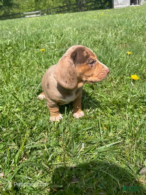 Aria  – Beagle, Dachshund puppy for sale in Indiana, PA