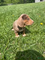 Aria , a female Beagle and Dachshund for sale in Indiana, PA – 1 of 4