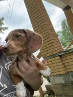 CLYDE, a male Beagle and Dachshund for sale in Indiana, PA – 2 of 4