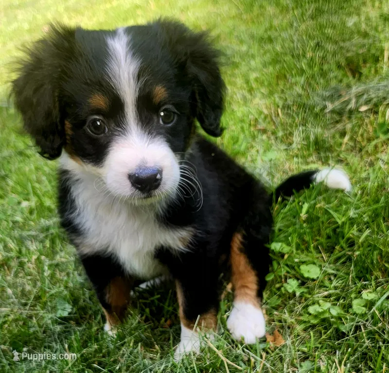 BUCCO  – Miniature Australian Shepherd puppy for sale in Indiana, PA