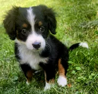 BUCCO , a male Miniature Australian Shepherd for sale in Indiana, PA – 5 of 5
