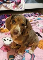 Aria-on hold, a female Dachshund for sale in Indiana, PA – 5 of 10
