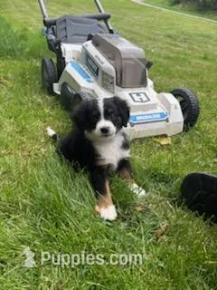 BUCCO  – Miniature Australian Shepherd puppy for sale in Indiana, PA