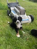 BUCCO , a male Miniature Australian Shepherd for sale in Indiana, PA – 1 of 5