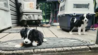 Dorito , a male Miniature Australian Shepherd for sale in Indiana, PA – 3 of 5