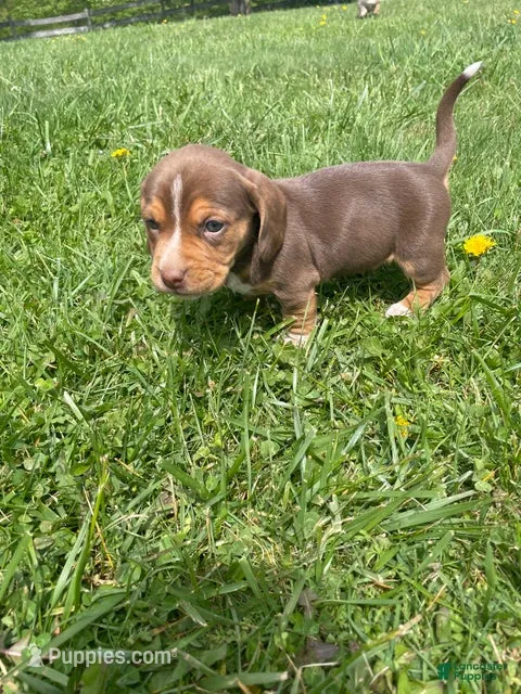 Griffin – Beagle, Dachshund puppy for sale in Indiana, PA