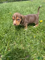 Griffin, a male Beagle and Dachshund for sale in Indiana, PA – 1 of 2