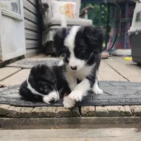 Dorito , a male Miniature Australian Shepherd for sale in Indiana, PA – 4 of 5