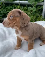 Aria , a female Beagle and Dachshund for sale in Indiana, PA – 3 of 4