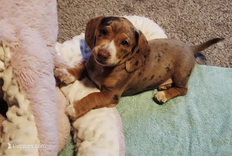 Aria  – Dachshund puppy for sale in Indiana, PA