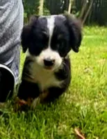 BUCCO , a male Miniature Australian Shepherd for sale in Indiana, PA – 2 of 5