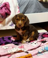 Griffin-on hold, a male Dachshund for sale in Indiana, PA – 1 of 3