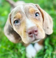 Aria-on hold, a female Dachshund for sale in Indiana, PA – 3 of 10