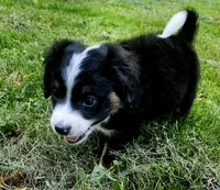 BUCCO , a male Miniature Australian Shepherd for sale in Indiana, PA – 4 of 5
