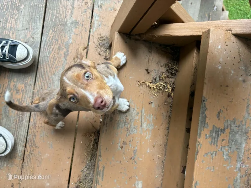 CLYDE – Beagle, Dachshund puppy for sale in Indiana, PA