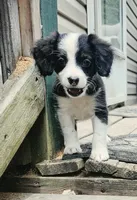 Dorito , a male Miniature Australian Shepherd for sale in Indiana, PA – 2 of 5