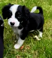 Dorito , a male Miniature Australian Shepherd for sale in Indiana, PA – 5 of 5