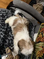 Meadow, a female Shih Tzu for sale in Asheboro, NC – 2 of 4